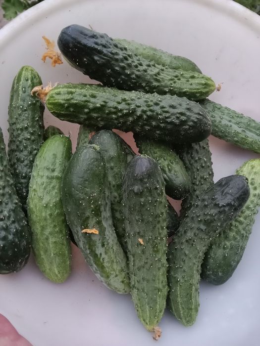 Огурцы свежие местные