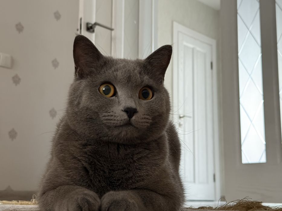 Продам кота в добрые руки ][ ему почти 2 года)