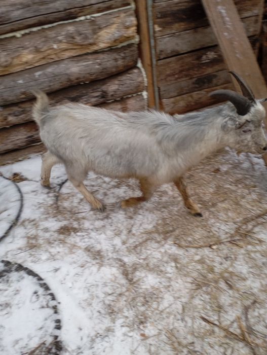 Продам козлят . .