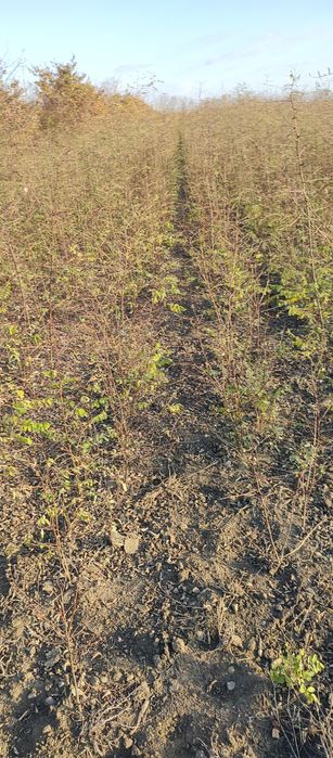 Puieți salcâm frasin mesteacăn fag carpen tei