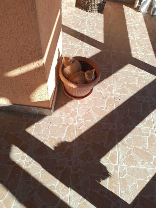 Donez doi pui de pisica