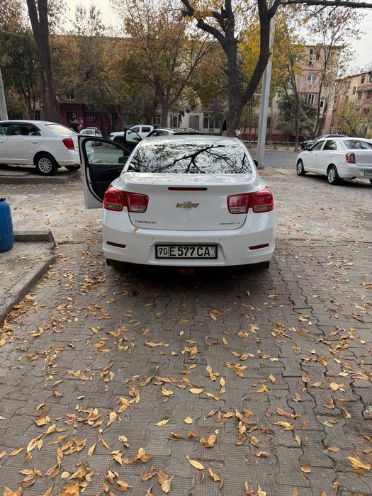 Malibu 1. Pazitsiya 2 lyuki bor 2013god