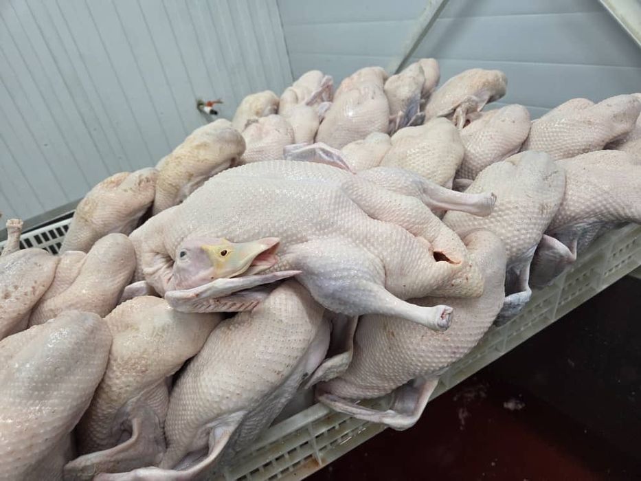 Мясо домашнего гуся . Оптом и в розницу