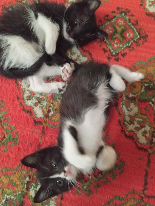 Мушук хадия килинади