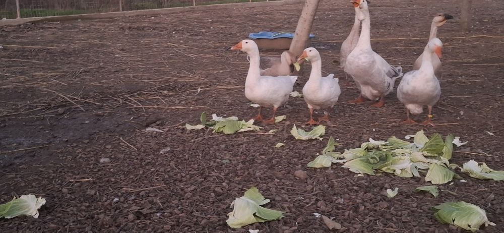 Boboci de gasca din luna iulie