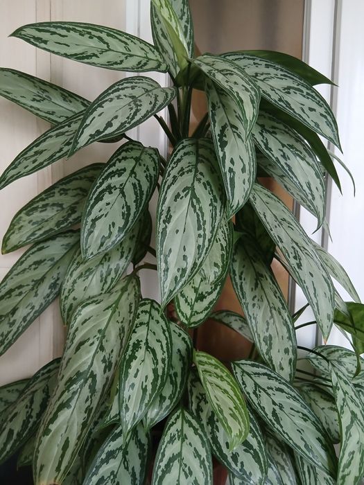 Продам красивое комнатное растение (Аглаонема)