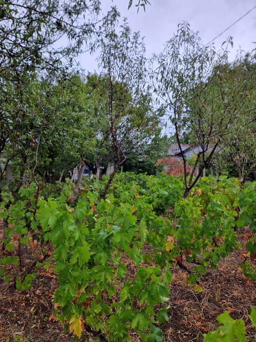 Vand casă batraneasca cu teren