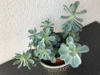 Сукулент Ешеверия / Echeveria