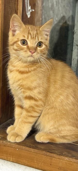 Отдам котенка в доьрые руки
