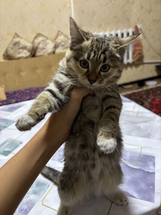 Отдам котят в хорошие руки,котятам по 3 месаца отдам даром с лотком.