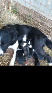 Jucarii Border Collie