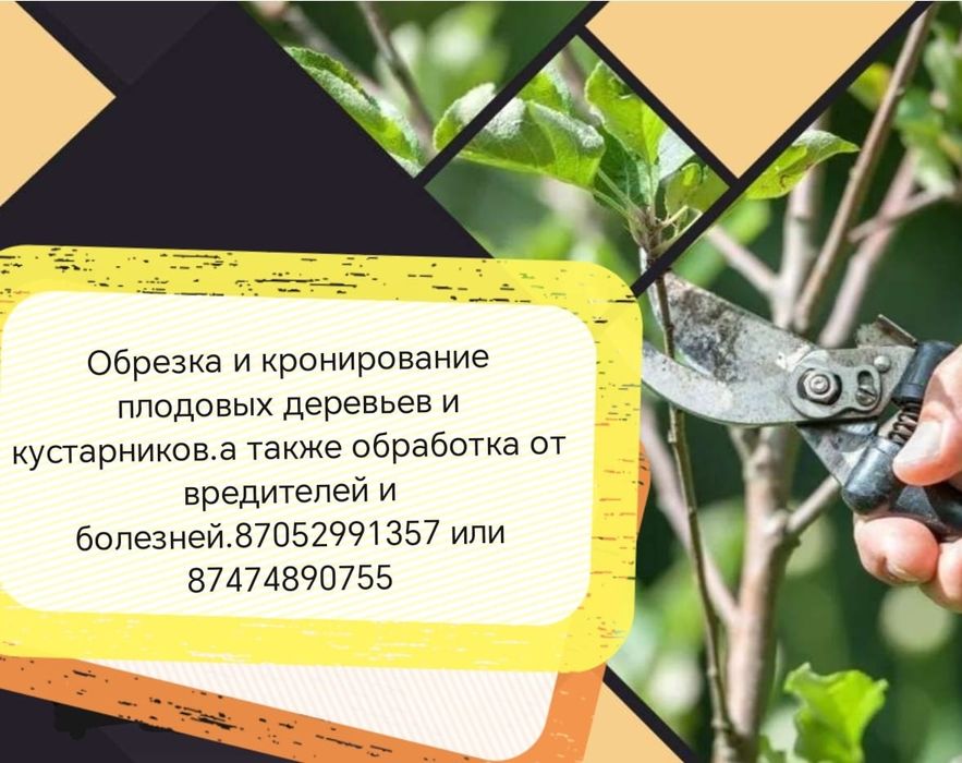 Подрезка и обработка плодовых деревьев