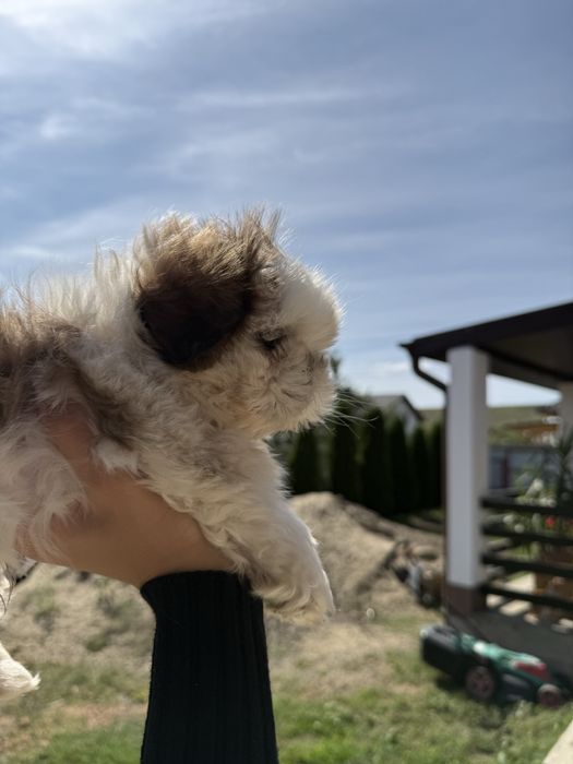 Vand mascul Shih Tzu 8 saptamani