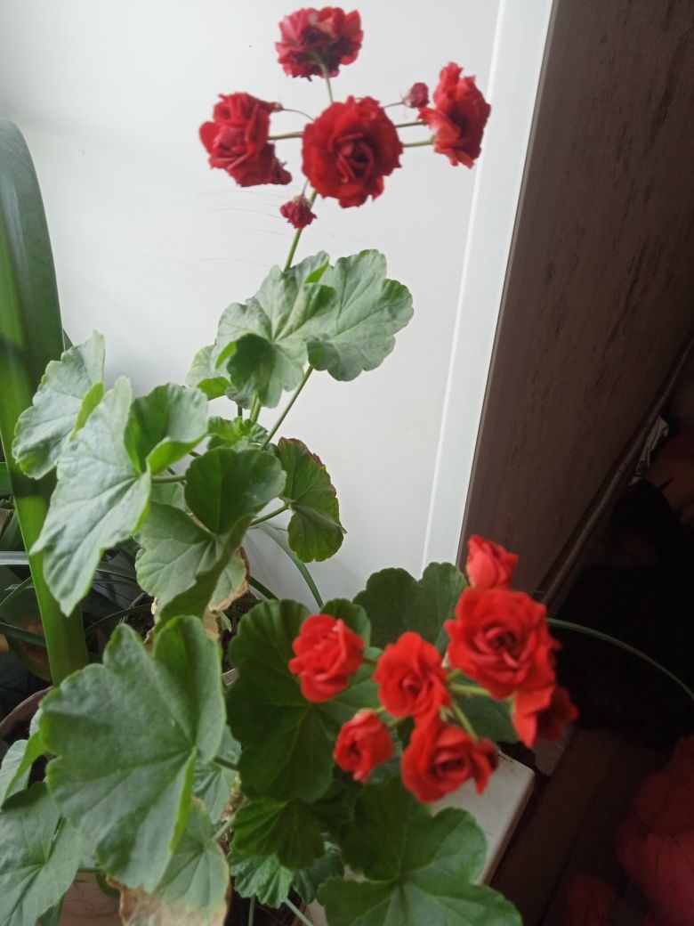 Продам цветы. Герань