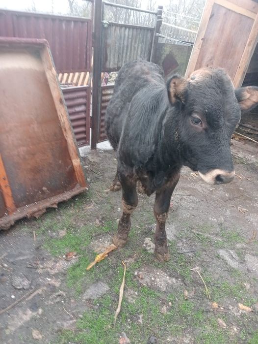 Vând vițel 4 luni