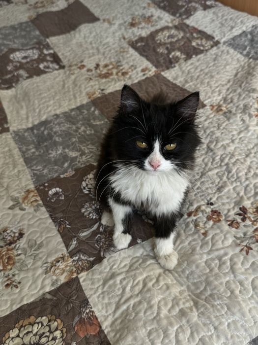 Котенок в добрые руки