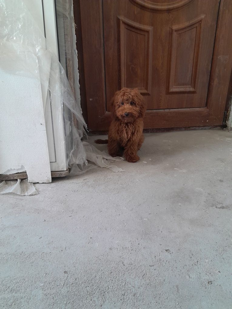 Red-Apricot Toy Pudel