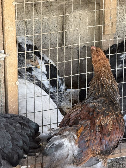 Жужала сотилади.