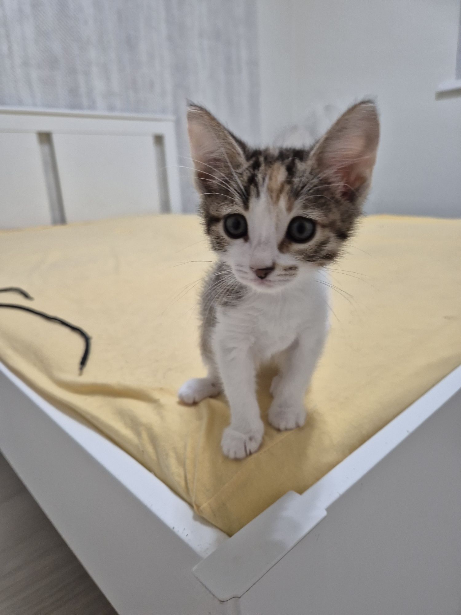 Котята девочки в добрые руки