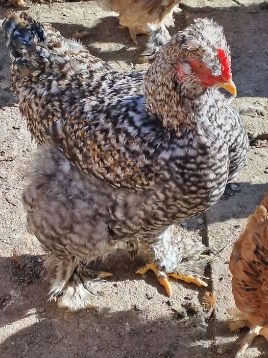 Puicute de casa de vanzare