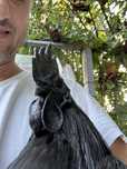 Ayam cemani, rasa pura , oua pentu incubat