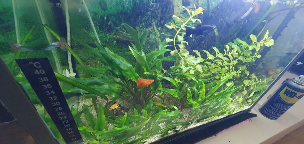 Vând acvariu de 40l cu tot cu plante, pesti și accesorii!!!