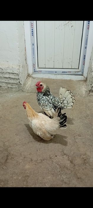 Сибрайт хуроз сотилади