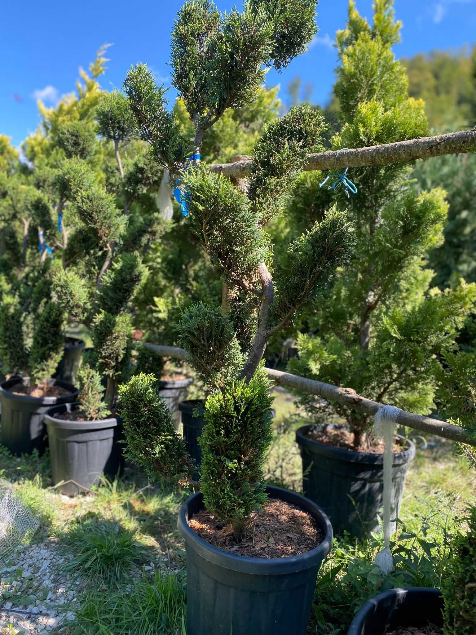 Dă viață grădinii tale cu plante ornamentale deosebite!