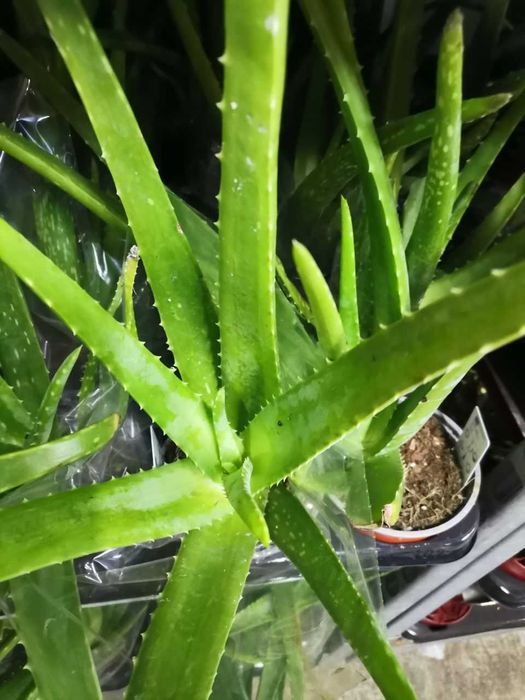 Aloe Vera diverse marimi plante