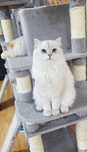 British longhair alb cu ochii albastri