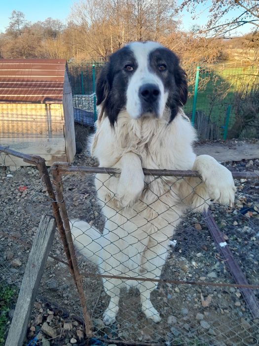 Vând câine ciobănesc de Bucovina