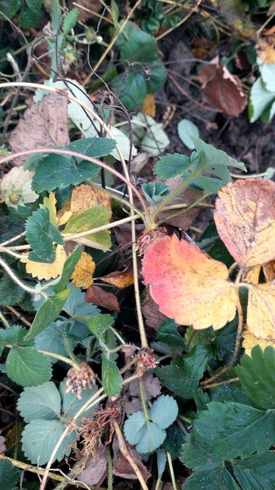 Plante/stoloni de căpșuni