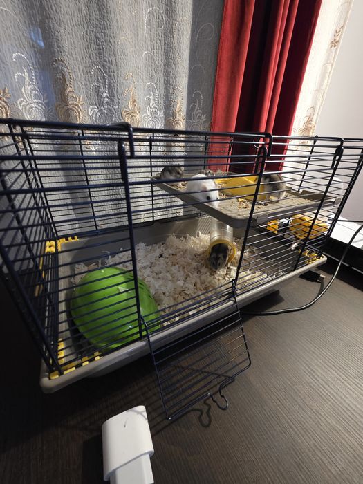 Vand 4pui de hamster pitic cu mamalor+Cusca