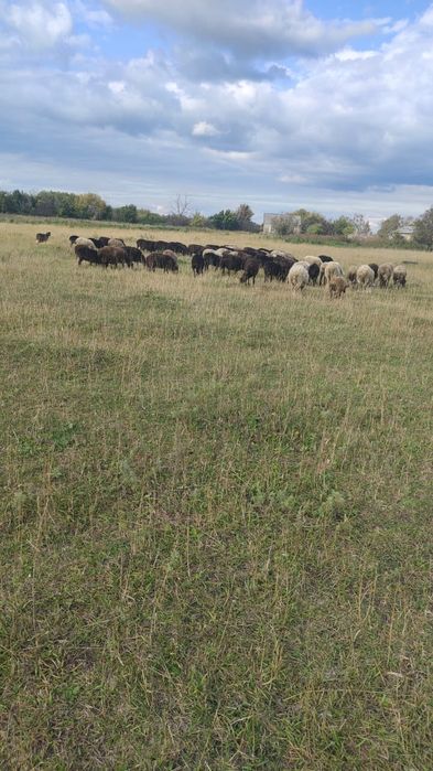 Продам 100 голов овец  отличное состояние, опт, Петропавловск