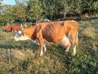 Vaca baltata fatata, cu vitel - tauras.