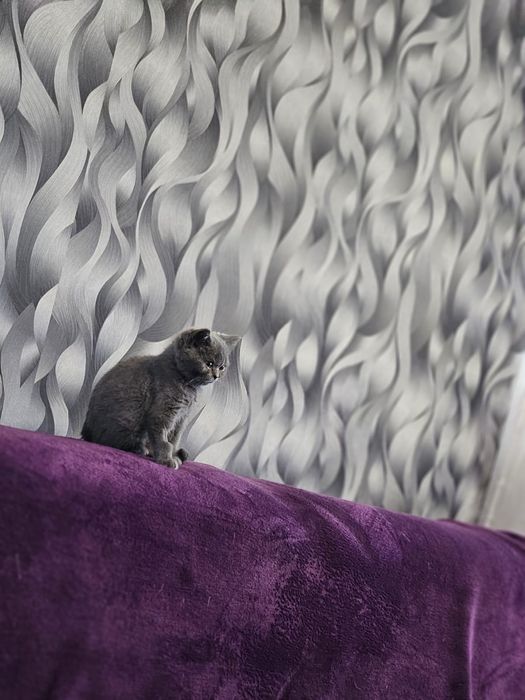 British blue  rasa pura