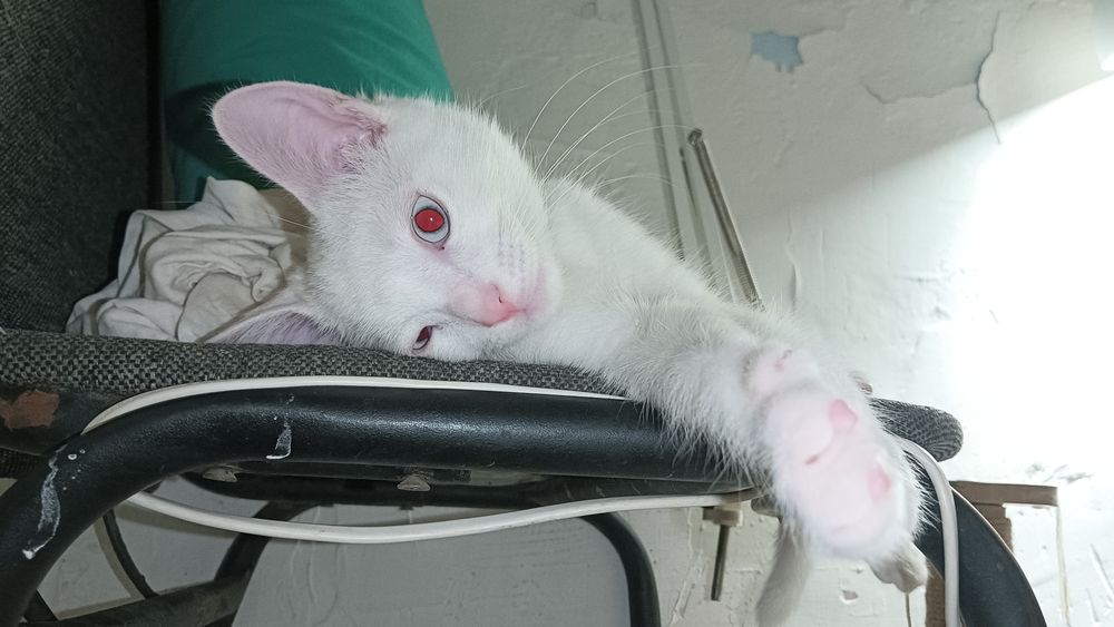 Отдам котёнка в добрые руки