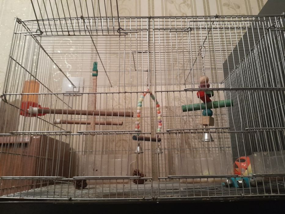 Попугай Лори. Ручной