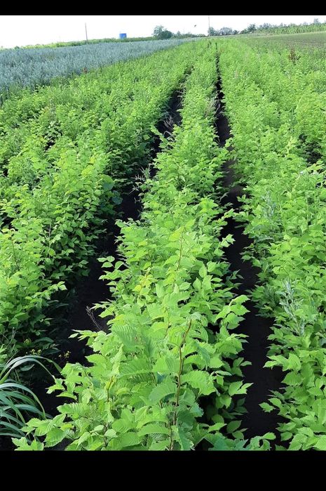 Puieti forestieri salcam frasin carpen stejar fag paltin mesteacan tei