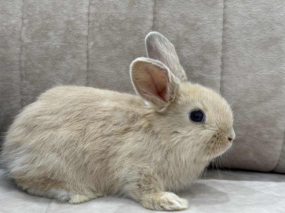 Продам декоративного кролика 1,5 месяца