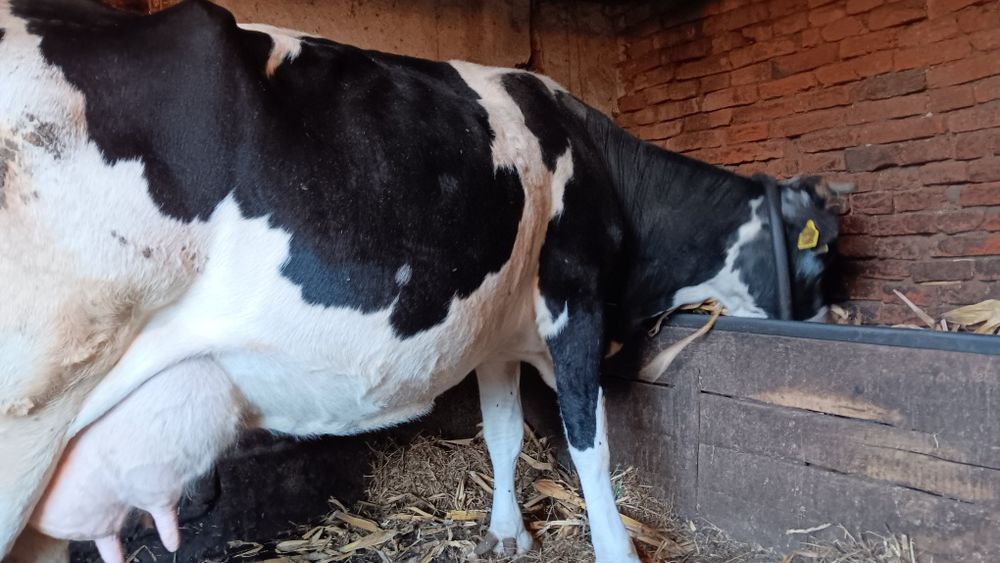 Vând vaca bună de lapte