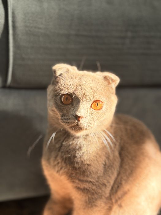 кошка(1год 2мес). Британская вислоухая
