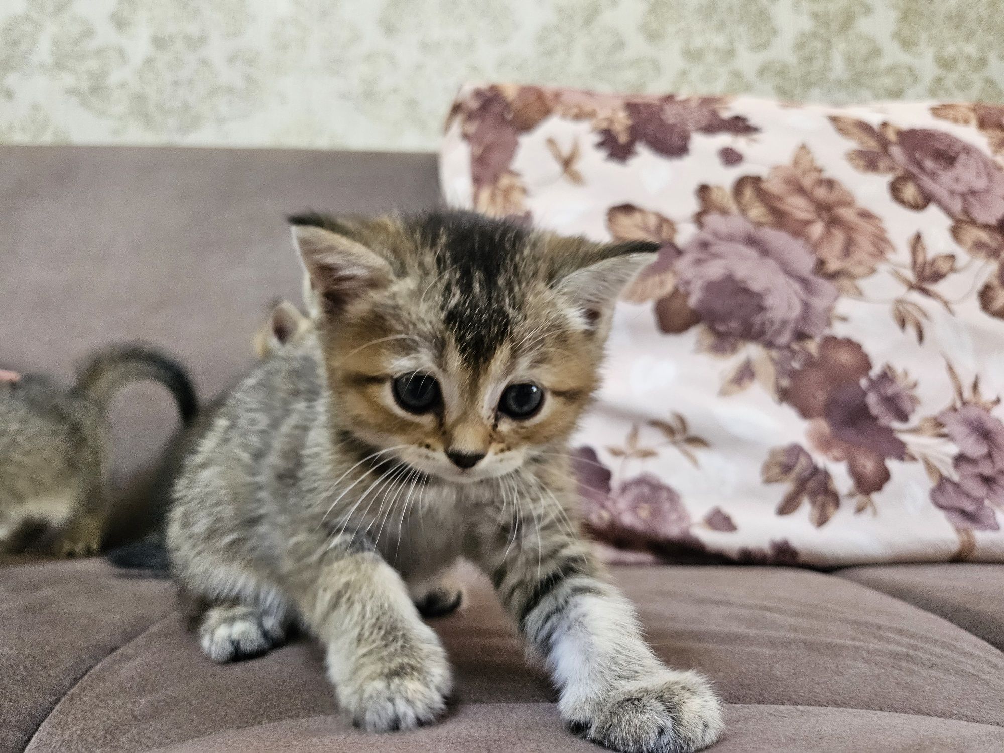 Продаются котята