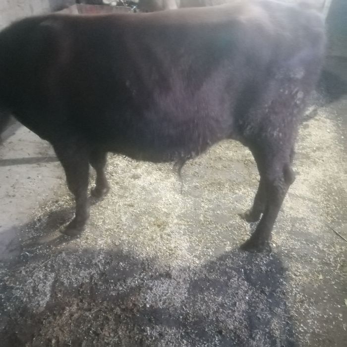 Жондор калсо олдида