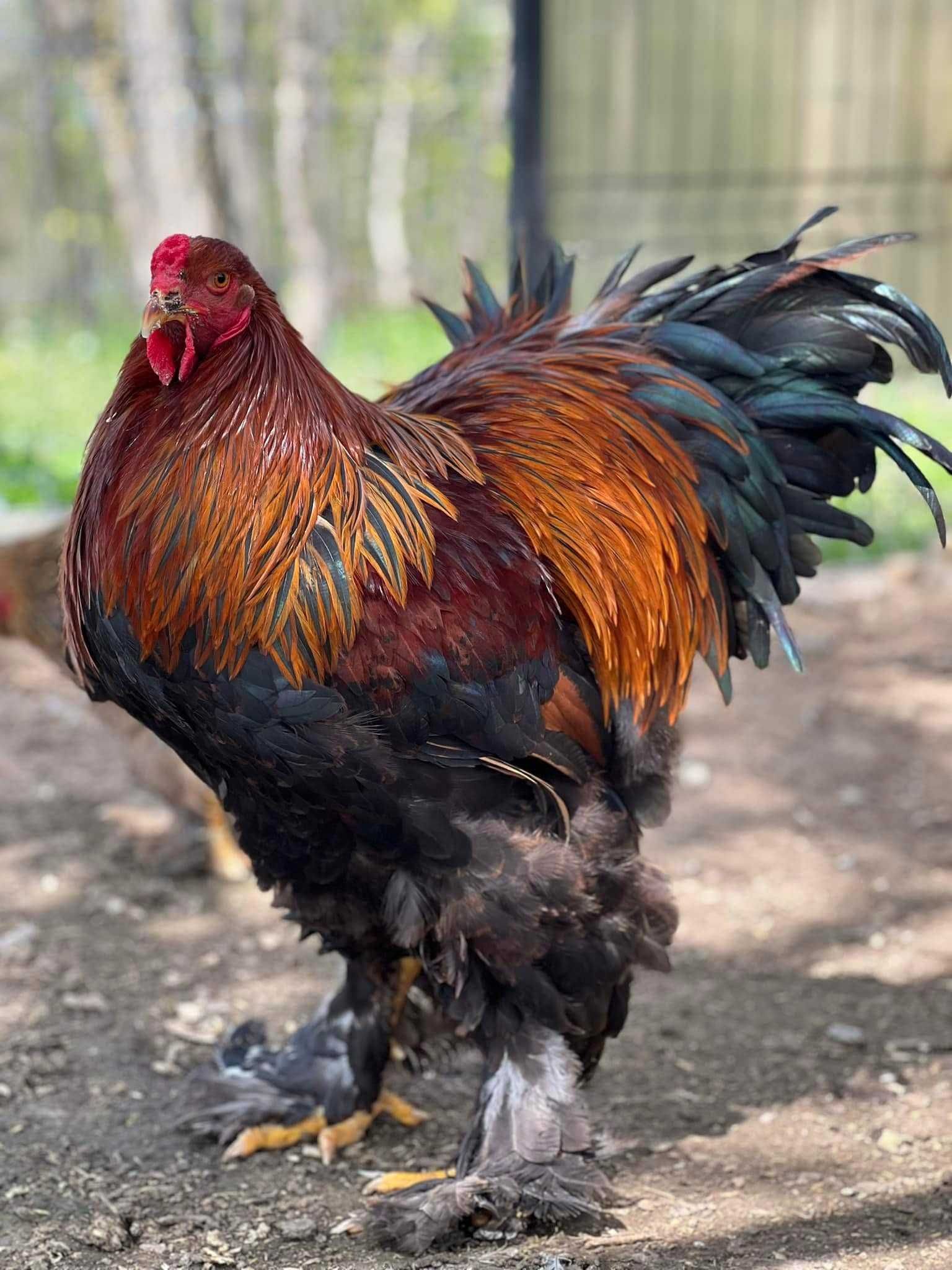 Pui si Oua de incubat Brahma HD Gold Albastru Cochinchina Urias Bobat