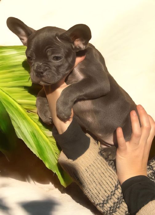 Bulldog Francez femela