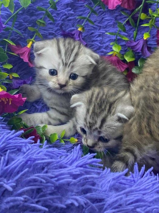 шотландские малыши вислоушки