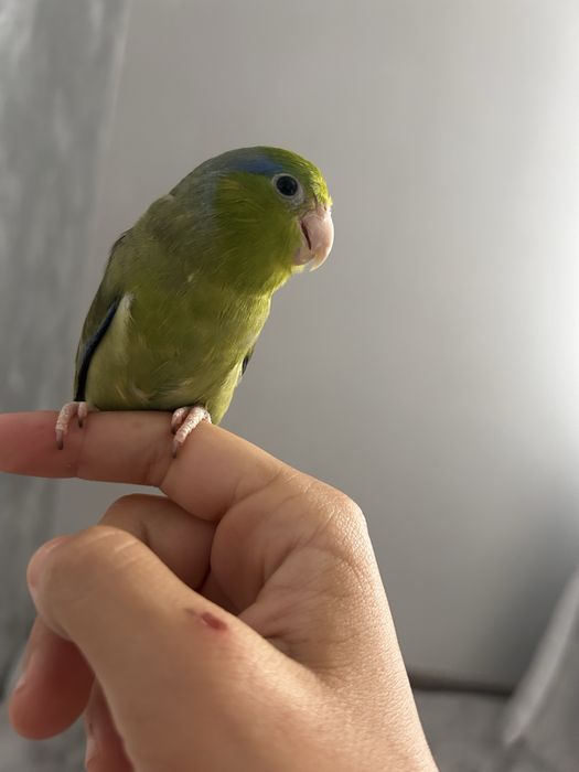 Vand mascul forpus coelestis sau schim cu chinchila