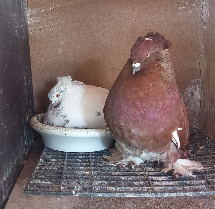 Porumbei uriasi maghiari