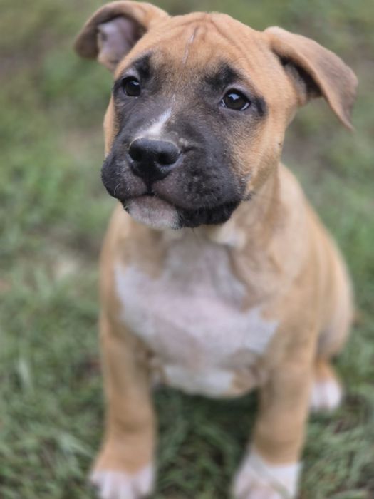 Mascul 3 luni american staffordshire terrier